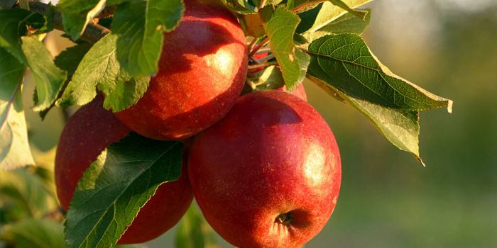 Tous les bienfaits de la pomme