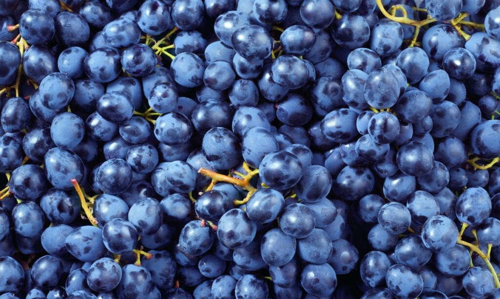 Tout savoir sur les bienfaits du raisin