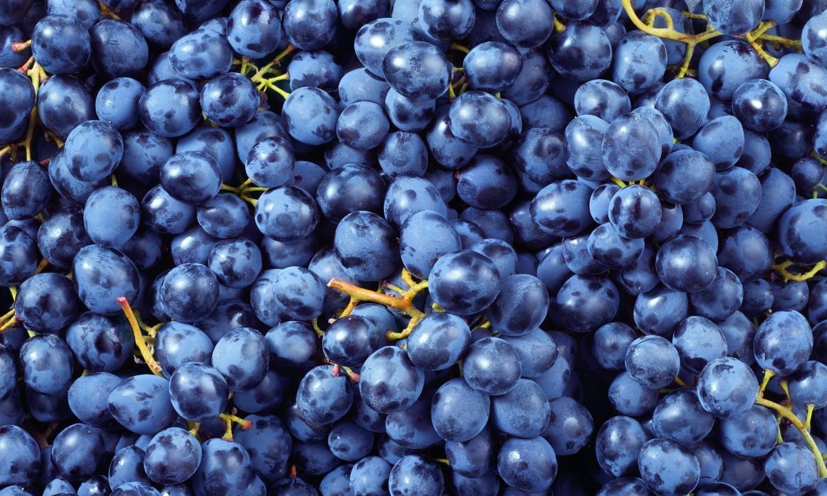 Tout savoir sur les bienfaits du raisin