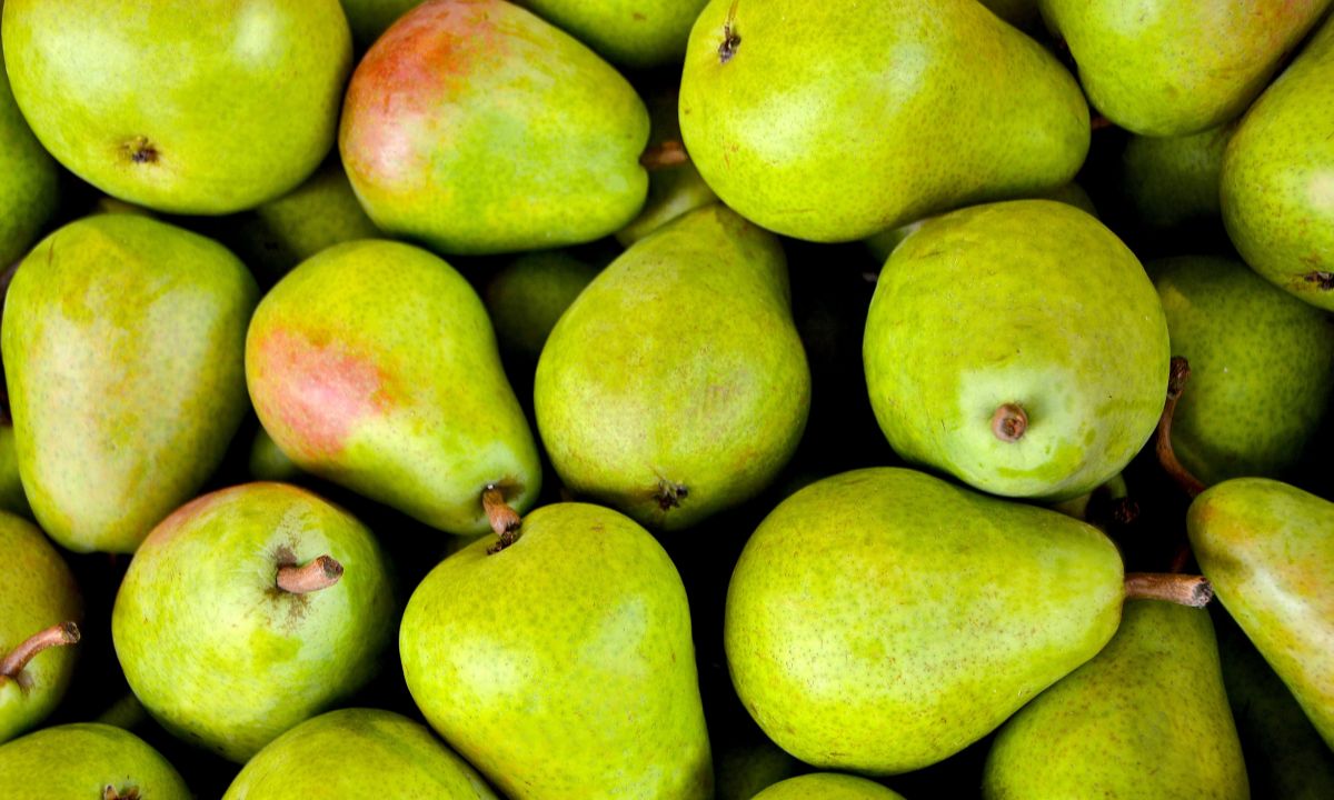 Tout savoir sur les bienfaits de la poire