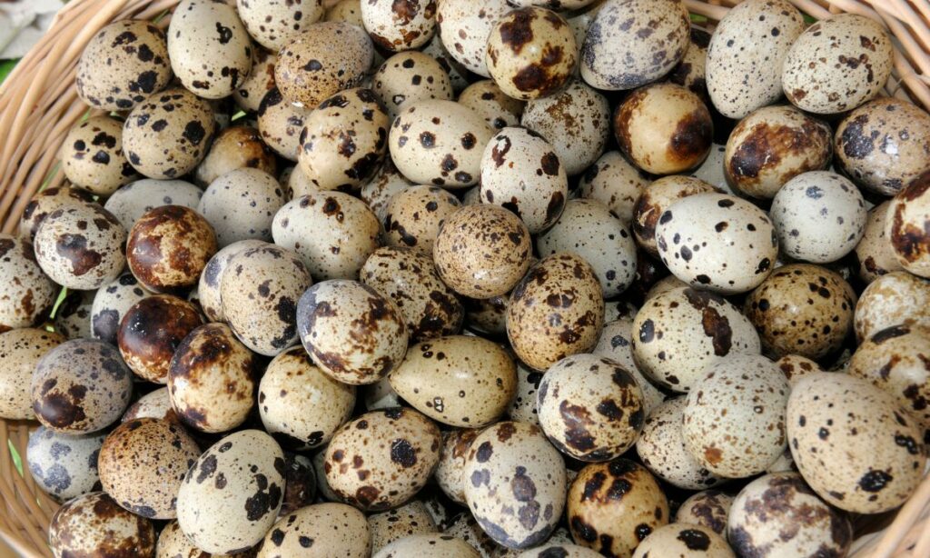 Oeufs de caille dans un panier