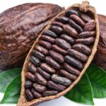 Fève de cacao : origine, bienfaits et utilisations