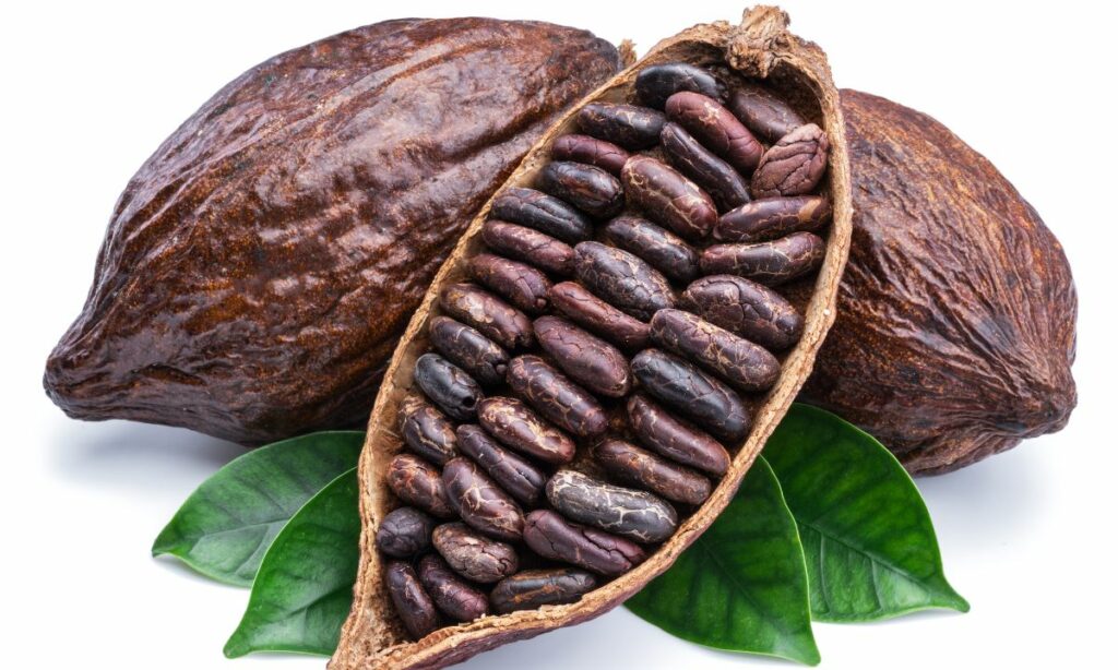 Tout savoir sur le cacao