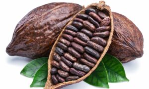 Tout savoir sur le cacao