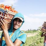 FAO : rôle, missions et fonctionnement de l’Organisation des Nations unies pour l’alimentation et l’agriculture