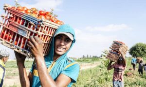 Tout savoir sur la FAO