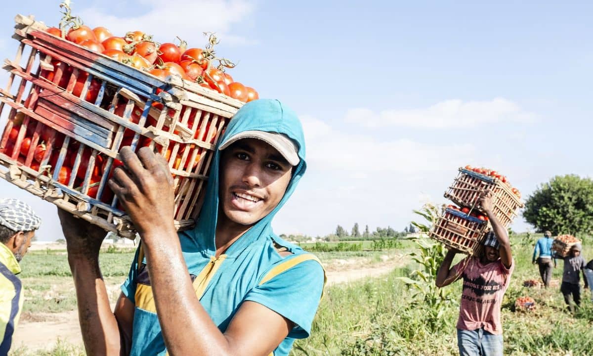 Tout savoir sur la FAO