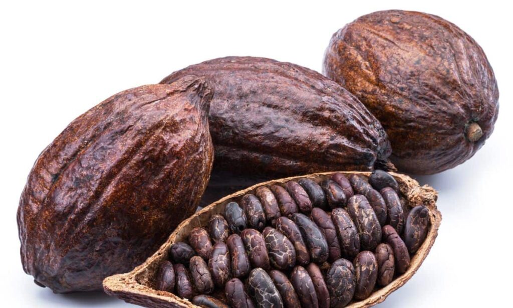 Fève de cacao et cosmétique