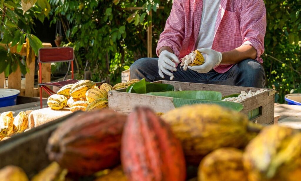 Les étapes de transformation des fèves de cacao