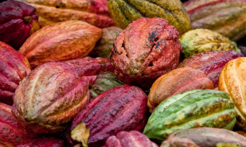Origine et histoire de la fève de cacao