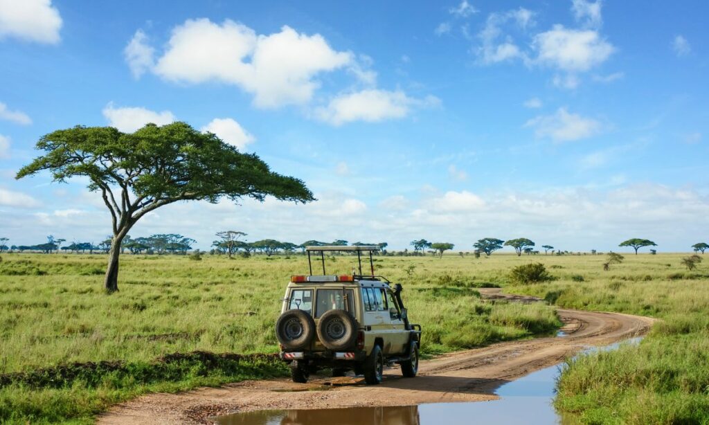Un safari pour un voyage de noces