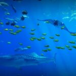 L’acidification des océans : un défi majeur pour la planète